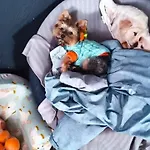 4 Couples Krakau